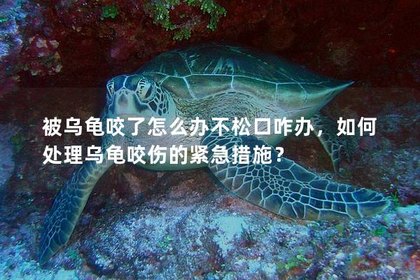 被乌龟咬了怎么办不松口咋办，如何处理乌龟咬伤的紧急措施？