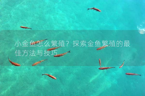 小金鱼怎么繁殖？探索金鱼繁殖的最佳方法与技巧