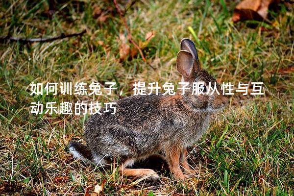 如何训练兔子，提升兔子服从性与互动乐趣的技巧
