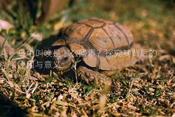 乌龟叫唤是怎么回事？探究其背后的原因与意义