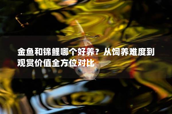 金鱼和锦鲤哪个好养？从饲养难度到观赏价值全方位对比