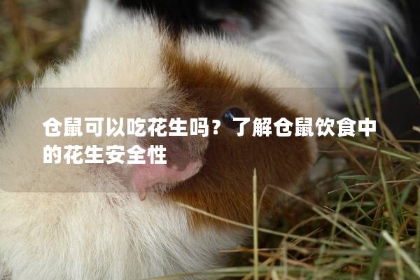 仓鼠可以吃花生吗？了解仓鼠饮食中的花生安全性