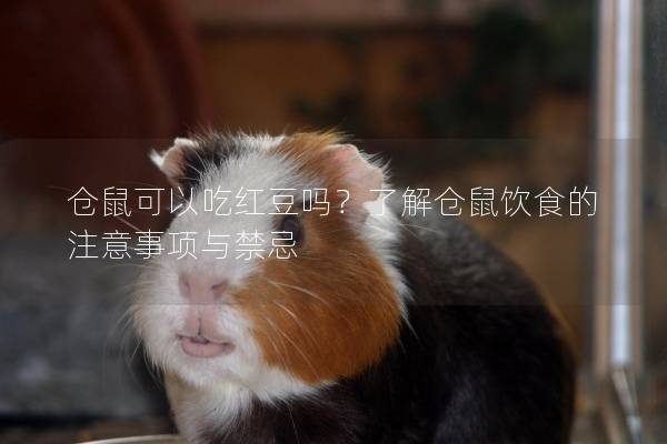 仓鼠可以吃红豆吗？了解仓鼠饮食的注意事项与禁忌