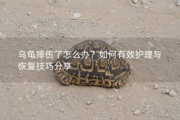 乌龟摔伤了怎么办？如何有效护理与恢复技巧分享