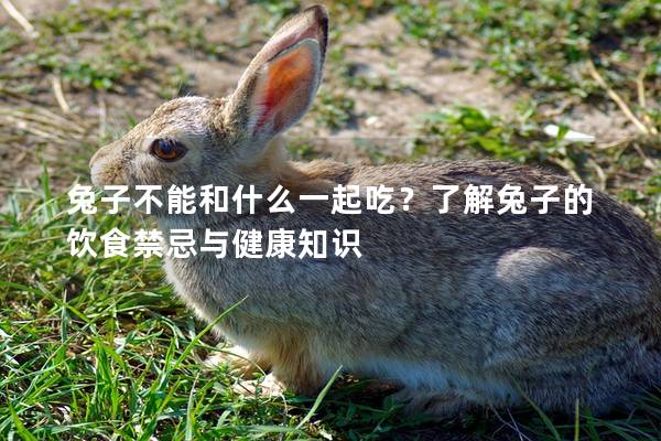 兔子不能和什么一起吃？了解兔子的饮食禁忌与健康知识