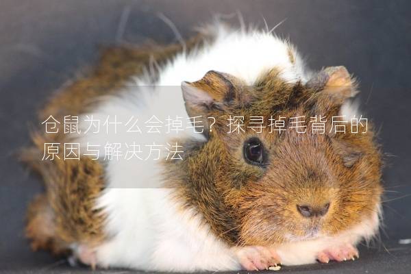 仓鼠为什么会掉毛？探寻掉毛背后的原因与解决方法