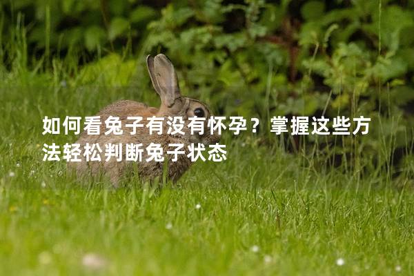 如何看兔子有没有怀孕？掌握这些方法轻松判断兔子状态