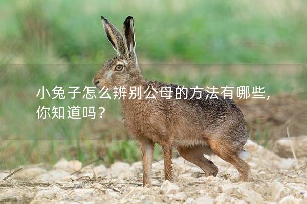 小兔子怎么辨别公母的方法有哪些,你知道吗？