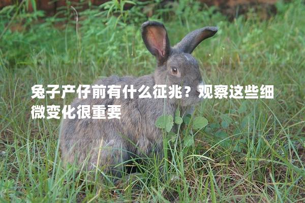 兔子产仔前有什么征兆？观察这些细微变化很重要