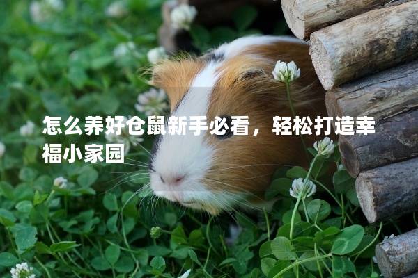 怎么养好仓鼠新手必看，轻松打造幸福小家园