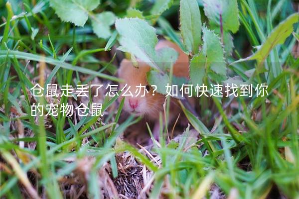 仓鼠走丢了怎么办？如何快速找到你的宠物仓鼠