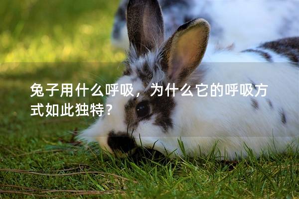 兔子用什么呼吸，为什么它的呼吸方式如此独特？