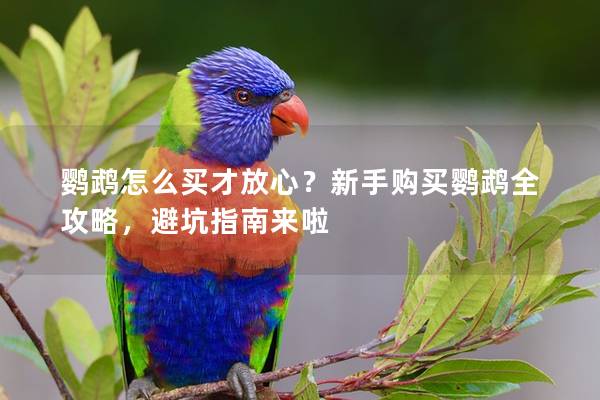 鹦鹉怎么买才放心？新手购买鹦鹉全攻略，避坑指南来啦