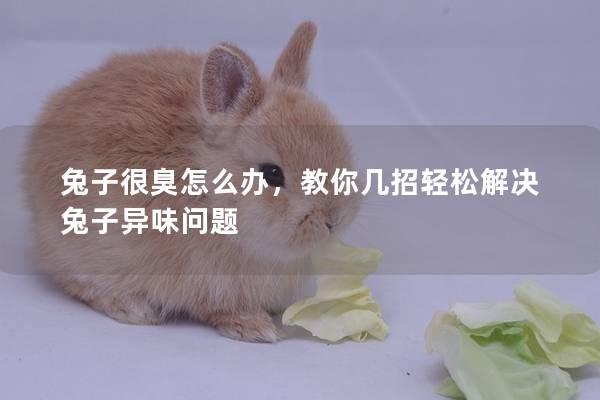 兔子很臭怎么办，教你几招轻松解决兔子异味问题