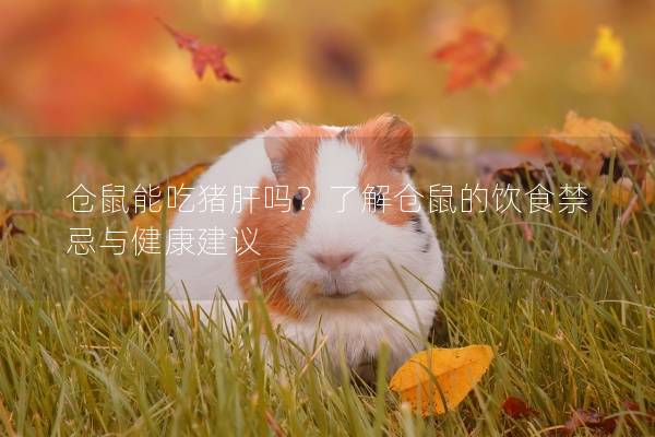 仓鼠能吃猪肝吗？了解仓鼠的饮食禁忌与健康建议