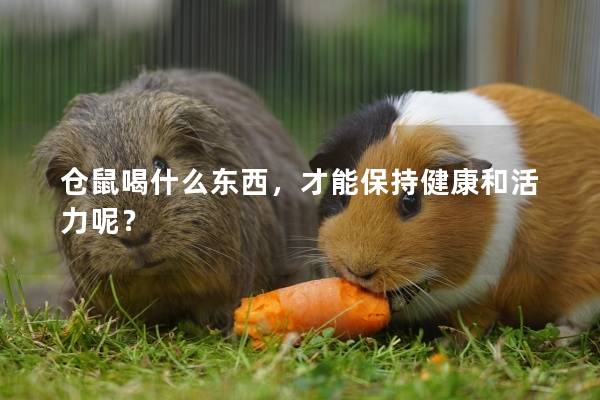 仓鼠喝什么东西，才能保持健康和活力呢？