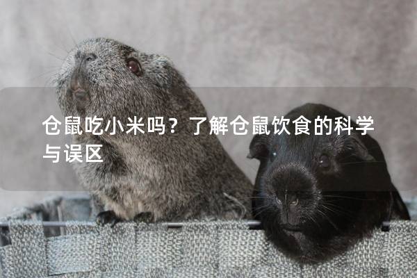 仓鼠吃小米吗？了解仓鼠饮食的科学与误区