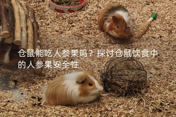 仓鼠能吃人参果吗？探讨仓鼠饮食中的人参果安全性