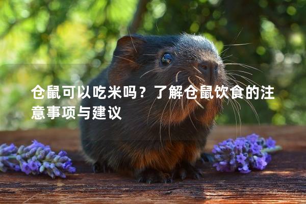 仓鼠可以吃米吗？了解仓鼠饮食的注意事项与建议