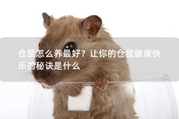 仓鼠怎么养最好？让你的仓鼠健康快乐的秘诀是什么