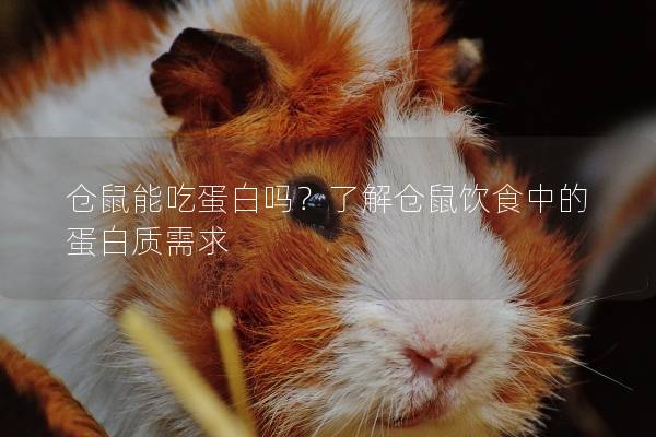 仓鼠能吃蛋白吗？了解仓鼠饮食中的蛋白质需求