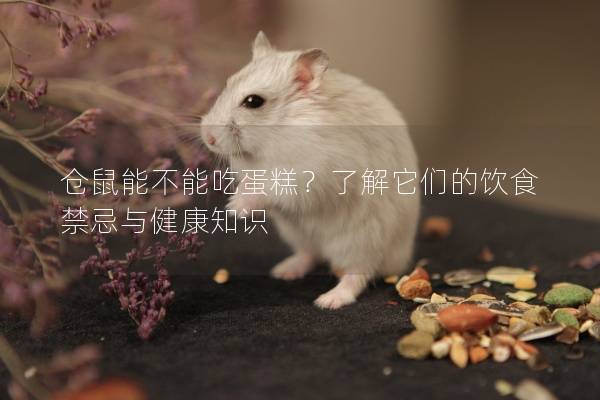 仓鼠能不能吃蛋糕？了解它们的饮食禁忌与健康知识