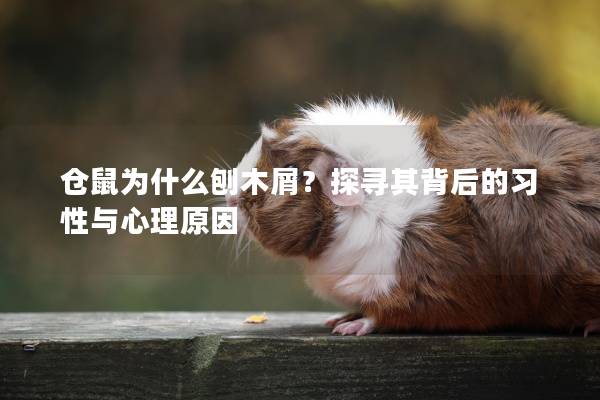 仓鼠为什么刨木屑？探寻其背后的习性与心理原因