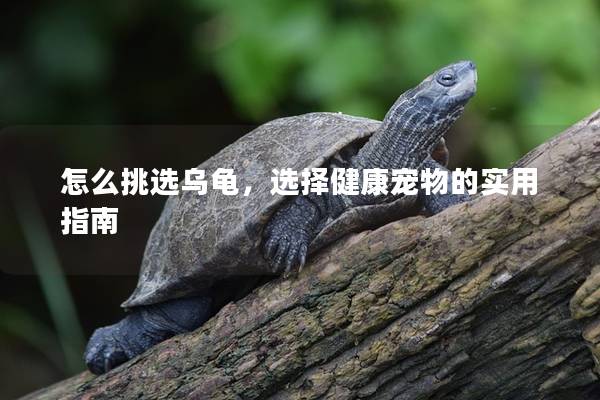 怎么挑选乌龟，选择健康宠物的实用指南