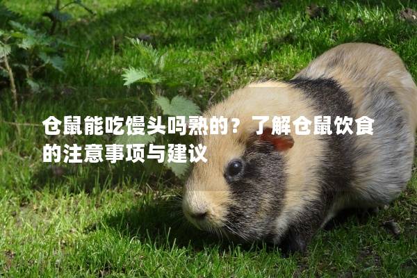 仓鼠能吃馒头吗熟的？了解仓鼠饮食的注意事项与建议