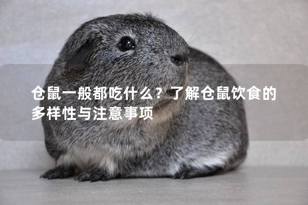 仓鼠一般都吃什么？了解仓鼠饮食的多样性与注意事项