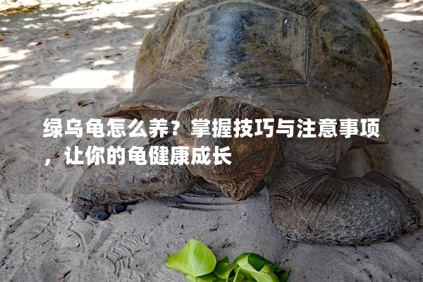 绿乌龟怎么养？掌握技巧与注意事项，让你的龟健康成长