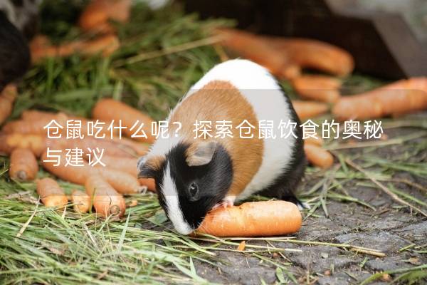 仓鼠吃什么呢？探索仓鼠饮食的奥秘与建议