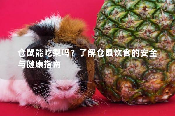 仓鼠能吃梨吗？了解仓鼠饮食的安全与健康指南