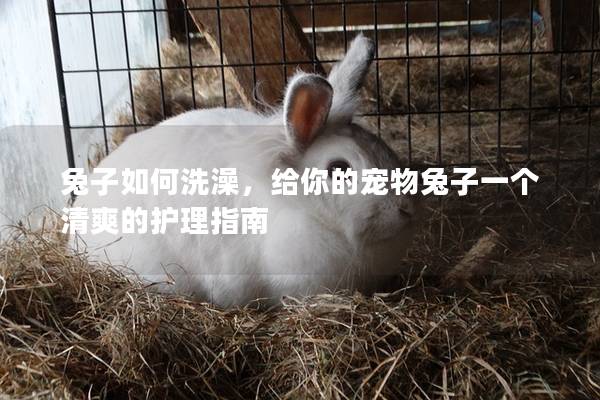 兔子如何洗澡，给你的宠物兔子一个清爽的护理指南