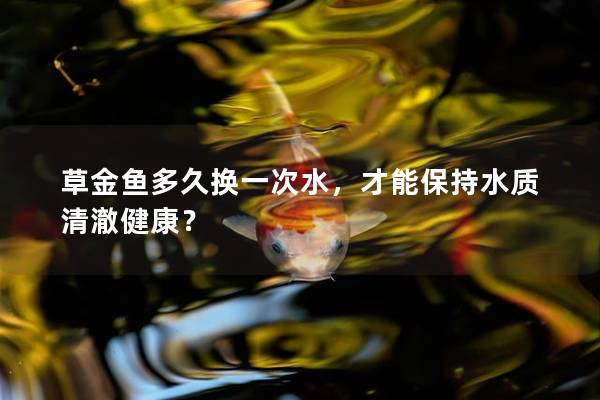 草金鱼多久换一次水，才能保持水质清澈健康？