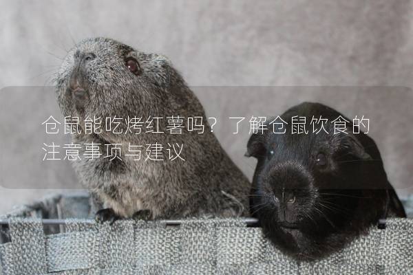 仓鼠能吃烤红薯吗？了解仓鼠饮食的注意事项与建议
