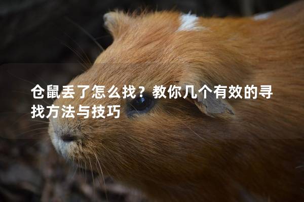 仓鼠丢了怎么找？教你几个有效的寻找方法与技巧