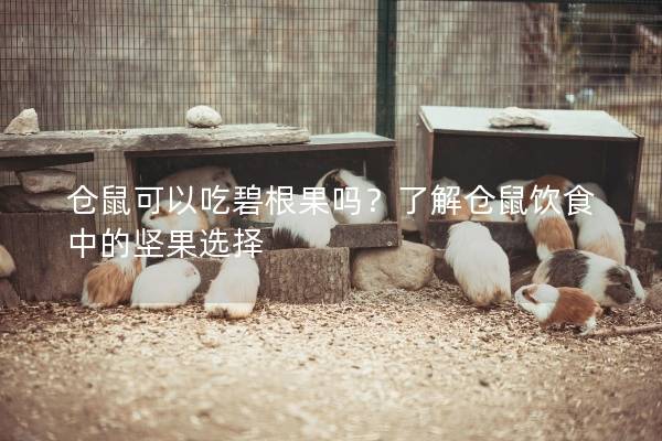 仓鼠可以吃碧根果吗？了解仓鼠饮食中的坚果选择