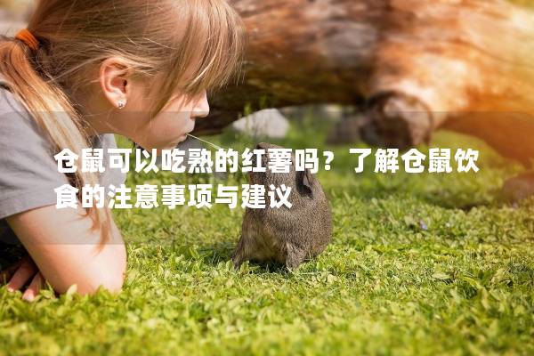 仓鼠可以吃熟的红薯吗？了解仓鼠饮食的注意事项与建议