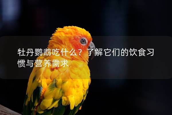 牡丹鹦鹉吃什么？了解它们的饮食习惯与营养需求