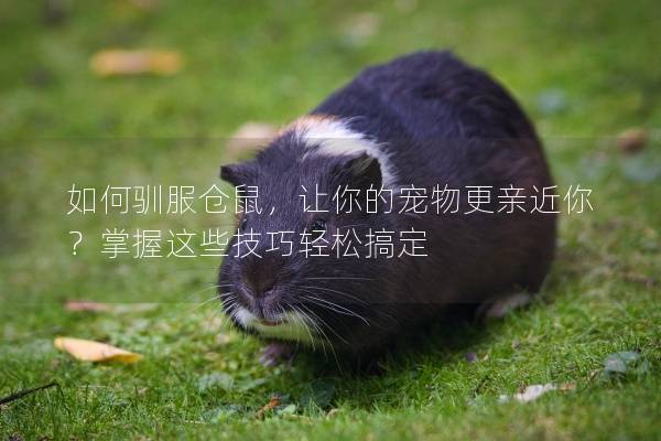 如何驯服仓鼠，让你的宠物更亲近你？掌握这些技巧轻松搞定