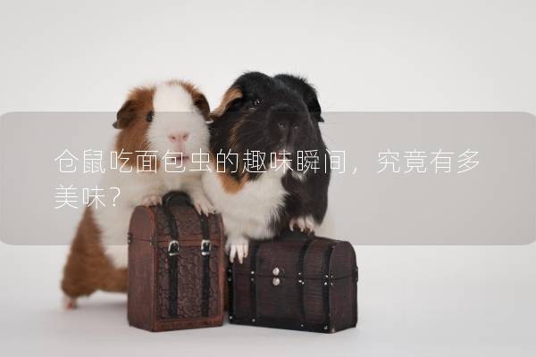 仓鼠吃面包虫的趣味瞬间，究竟有多美味？