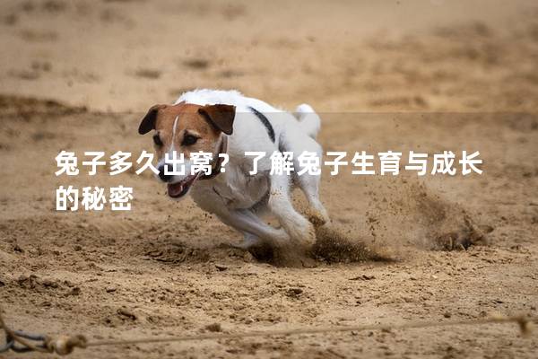 兔子多久出窝？了解兔子生育与成长的秘密