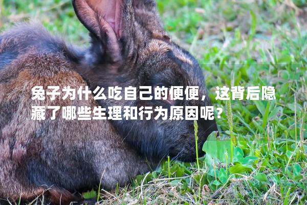 兔子为什么吃自己的便便，这背后隐藏了哪些生理和行为原因呢？