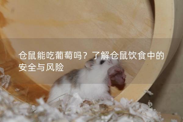 仓鼠能吃葡萄吗？了解仓鼠饮食中的安全与风险