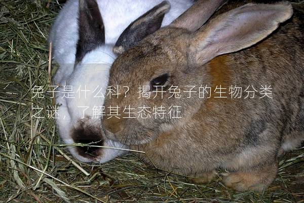 兔子是什么科？揭开兔子的生物分类之谜，了解其生态特征
