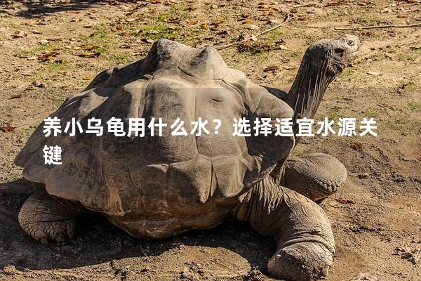 养小乌龟用什么水？选择适宜水源关键