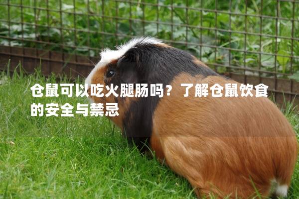 仓鼠可以吃火腿肠吗？了解仓鼠饮食的安全与禁忌