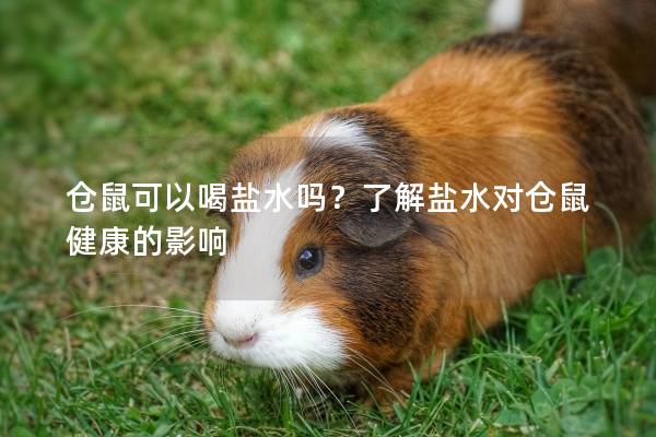 仓鼠可以喝盐水吗？了解盐水对仓鼠健康的影响