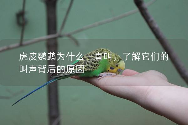 虎皮鹦鹉为什么一直叫，了解它们的叫声背后的原因